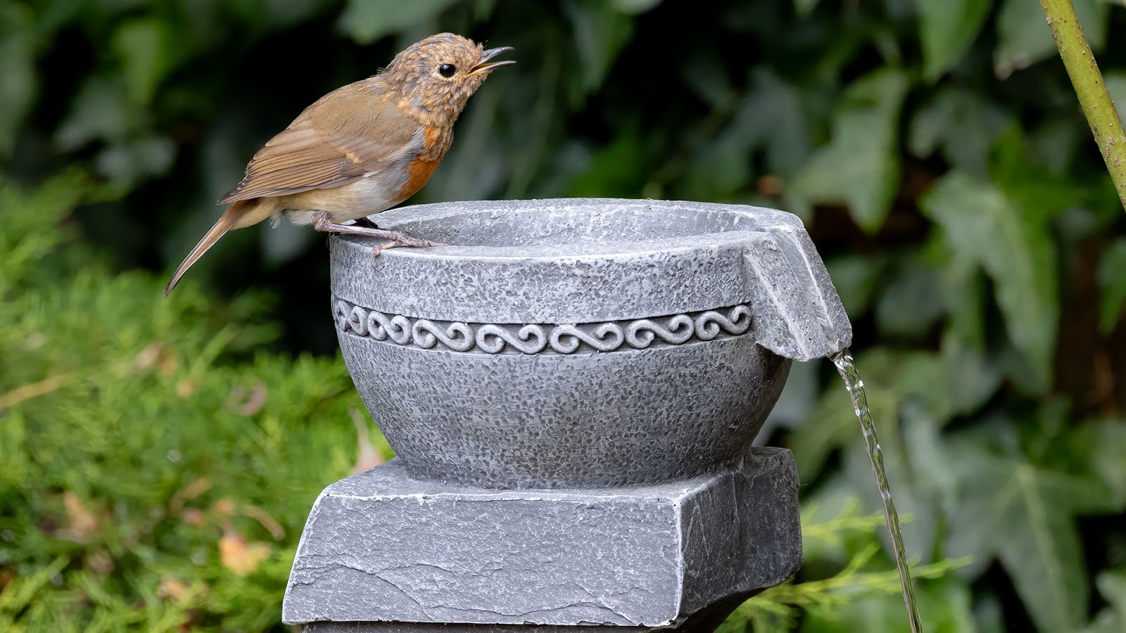 Watch Birds After Sunset: The Charm of Illuminated Bird Fountains for Night Gardens